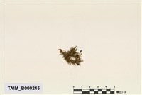藏品(同葉苔屬)的圖片